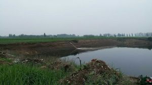 大城縣城關鎮(zhèn)的坑塘治理工程